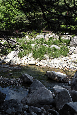 포토 JPG 주간 나무 여행 자연 한국 풍경 사람없음 야외 여름 관광지 여름풍경 바위 국내여행 단양 단양팔경 명승지 월악산 선암계곡 암각자 옥염대 명경대 중선암 국내포토 자연요소 식물 계절 아시아 산 계곡 돌_바위 바위_돌 생태계 충청북도 석조물 파일형식 여름_계절