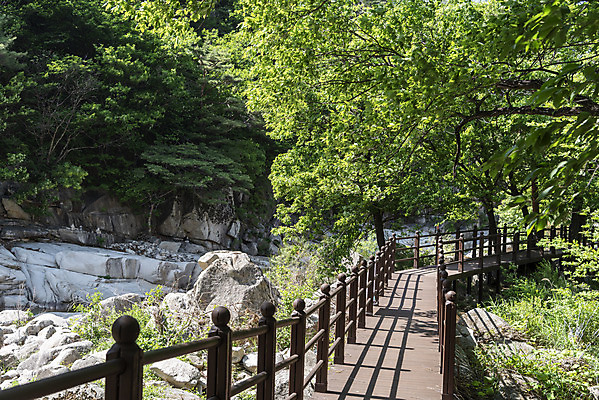 포토 JPG 주간 나무 여행 자연 한국 풍경 사람없음 야외 여름 관광지 맑음 여름풍경 산책로 바위 국내여행 단양 단양팔경 명승지 월악산 선암계곡 암각자 옥염대 명경대 중선암 국내포토 자연요소 식물 계절 아시아 길 날씨 산 계곡 돌_바위 바위_돌 생태계 충청북도 석조물 파일형식 여름_계절