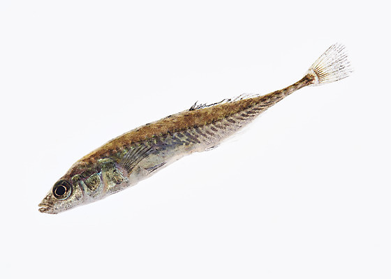 포토 JPG 스튜디오촬영 한마리 실내 어류 누끼 사람없음 민물고기 흰배경 토종 잔가시고기 국내포토 1 백그라운드 내부 수중동물 흰색 파일형식