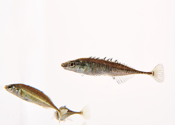 포토 JPG 스튜디오촬영 실내 세마리 어류 누끼 사람없음 민물고기 흰배경 토종 잔가시고기 국내포토 백그라운드 3 내부 수중동물 흰색 파일형식