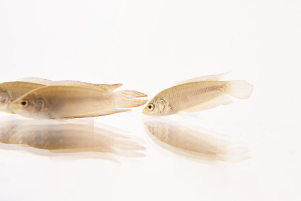 포토 JPG 스튜디오촬영 실내 세마리 어류 누끼 사람없음 민물고기 흰배경 토종 버들붕어 국내포토 백그라운드 3 내부 수중동물 흰색 파일형식