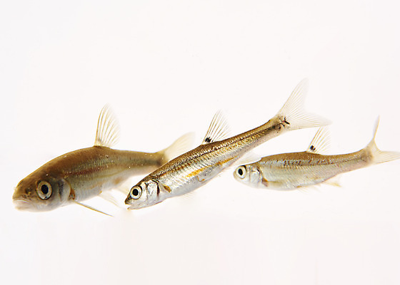 포토 JPG 스튜디오촬영 실내 세마리 어류 누끼 사람없음 민물고기 흰배경 토종 버들붕어 국내포토 백그라운드 3 내부 수중동물 흰색 파일형식