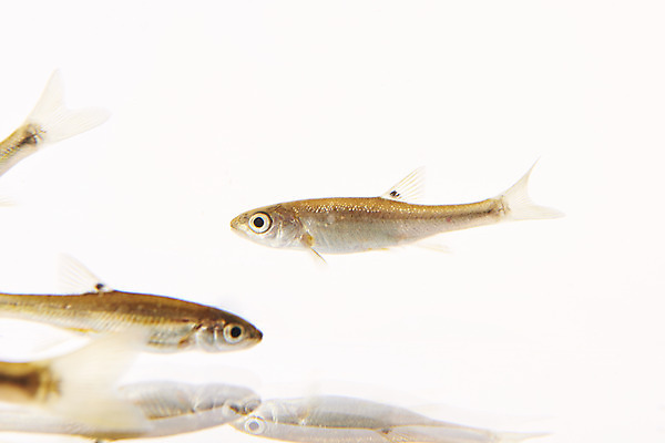 포토 JPG 스튜디오촬영 여러마리 실내 어류 누끼 사람없음 민물고기 흰배경 토종 금강모치 국내포토 다수 백그라운드 내부 수중동물 흰색 파일형식