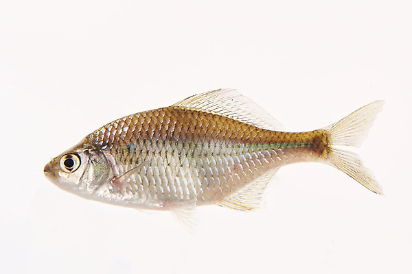 포토 JPG 스튜디오촬영 한마리 실내 어류 누끼 사람없음 민물고기 흰배경 토종 큰납지리 국내포토 1 백그라운드 내부 수중동물 흰색 파일형식