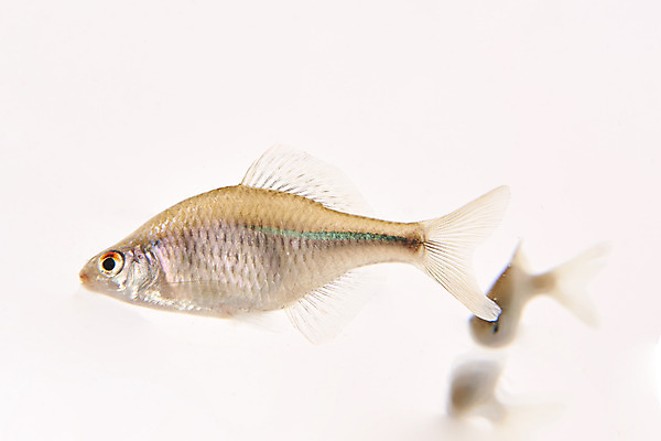 포토 JPG 스튜디오촬영 두마리 실내 어류 누끼 사람없음 민물고기 흰배경 토종 낙동납자루 국내포토 백그라운드 2 내부 수중동물 흰색 납자루 파일형식