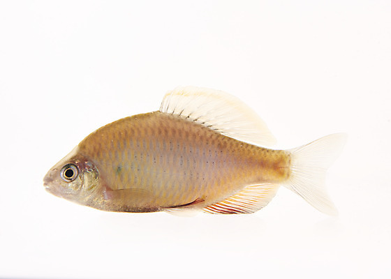 포토 JPG 스튜디오촬영 한마리 실내 어류 누끼 사람없음 민물고기 흰배경 토종 낙동납자루 국내포토 1 백그라운드 내부 수중동물 흰색 납자루 파일형식