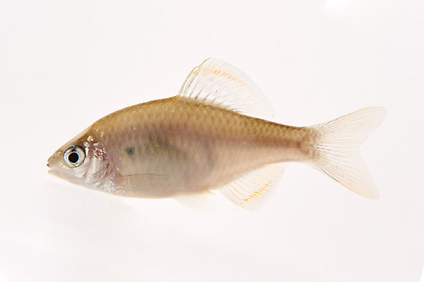 포토 JPG 스튜디오촬영 한마리 실내 어류 누끼 사람없음 민물고기 흰배경 토종 칼납자루 국내포토 1 백그라운드 내부 수중동물 흰색 납자루 파일형식