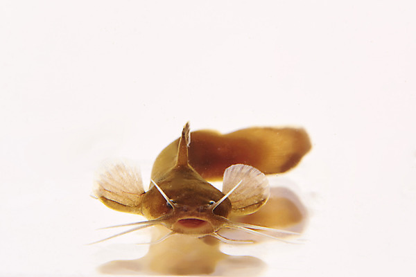 포토 JPG 스튜디오촬영 한마리 실내 어류 누끼 사람없음 민물고기 흰배경 토종 퉁가리 국내포토 1 백그라운드 내부 수중동물 흰색 파일형식