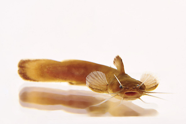 포토 JPG 스튜디오촬영 한마리 실내 어류 누끼 사람없음 민물고기 흰배경 토종 퉁가리 국내포토 1 백그라운드 내부 수중동물 흰색 파일형식