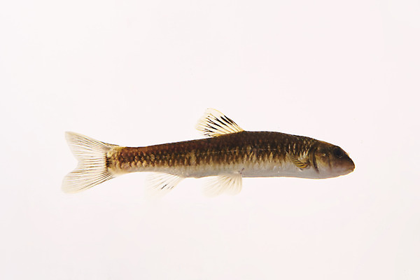 포토 JPG 스튜디오촬영 한마리 실내 어류 누끼 사람없음 민물고기 흰배경 토종 새미 국내포토 1 백그라운드 내부 수중동물 흰색 파일형식