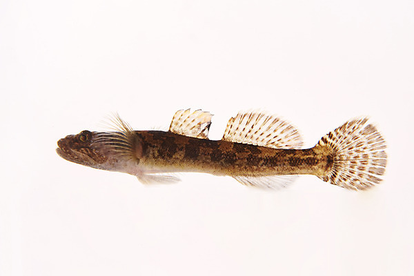 포토 JPG 스튜디오촬영 한마리 실내 어류 누끼 사람없음 민물고기 흰배경 토종 꾹저구 국내포토 1 백그라운드 내부 수중동물 흰색 파일형식