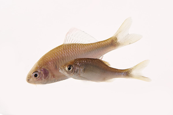 포토 JPG 스튜디오촬영 두마리 실내 어류 누끼 사람없음 민물고기 흰배경 납자루 토종 국내포토 백그라운드 2 내부 수중동물 흰색 파일형식