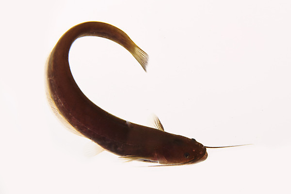 포토 JPG 스튜디오촬영 한마리 실내 어류 누끼 사람없음 민물고기 흰배경 토종 미유기 국내포토 1 백그라운드 내부 수중동물 흰색 파일형식