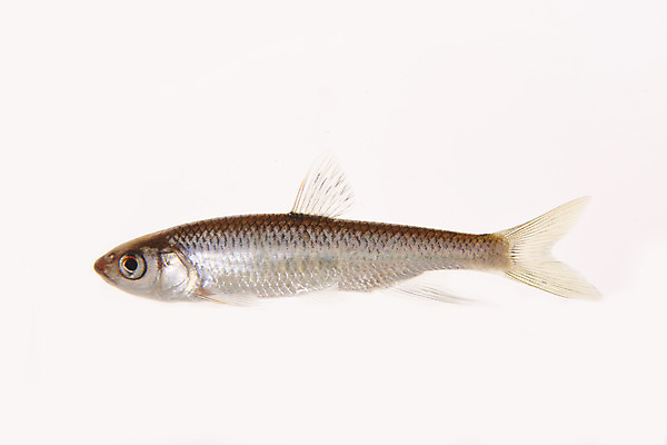 포토 JPG 스튜디오촬영 한마리 실내 어류 누끼 사람없음 민물고기 흰배경 토종 피라미 국내포토 1 백그라운드 내부 수중동물 흰색 파일형식