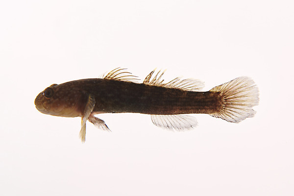 포토 JPG 스튜디오촬영 한마리 실내 어류 누끼 사람없음 민물고기 흰배경 토종 민물검정망둑 국내포토 1 백그라운드 내부 수중동물 흰색 파일형식