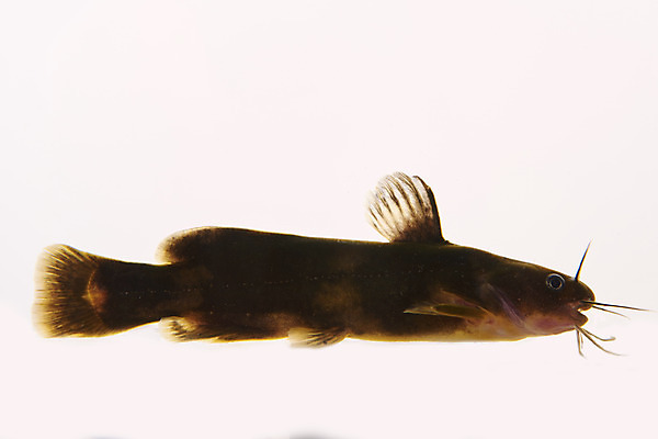 포토 JPG 스튜디오촬영 한마리 실내 어류 누끼 사람없음 민물고기 흰배경 토종 꼬치동자개 국내포토 1 백그라운드 내부 수중동물 흰색 파일형식 동자개