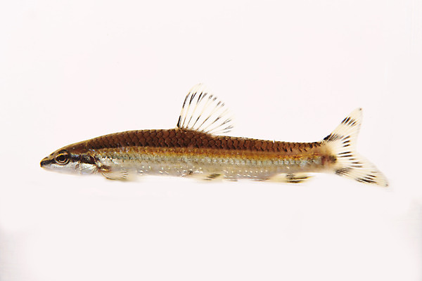 포토 JPG 스튜디오촬영 한마리 실내 어류 누끼 사람없음 민물고기 흰배경 토종 국내포토 1 백그라운드 내부 수중동물 흰색 파일형식