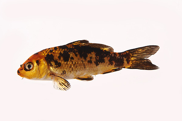 포토 JPG 스튜디오촬영 한마리 실내 어류 누끼 사람없음 민물고기 흰배경 비단잉어 국내포토 1 백그라운드 내부 수중동물 흰색 파일형식