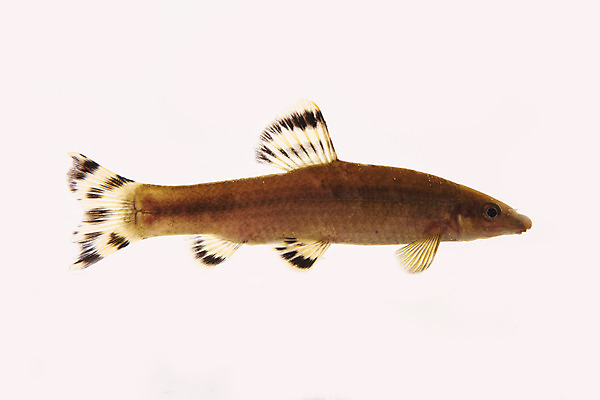 포토 JPG 스튜디오촬영 한마리 실내 어류 누끼 사람없음 민물고기 흰배경 토종 감돌고기 국내포토 1 백그라운드 내부 수중동물 흰색 파일형식