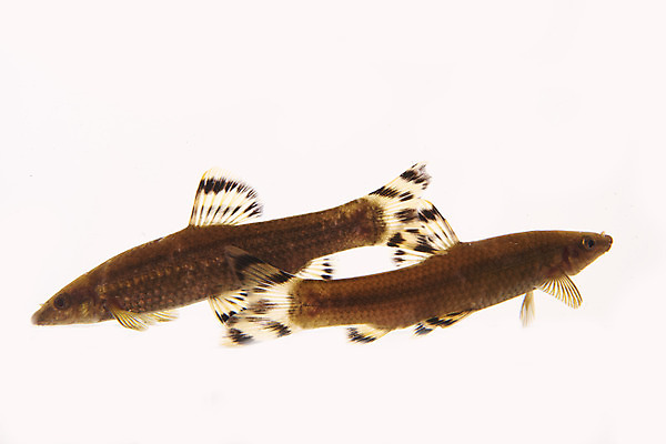 포토 JPG 스튜디오촬영 두마리 실내 어류 누끼 사람없음 민물고기 흰배경 토종 감돌고기 국내포토 백그라운드 2 내부 수중동물 흰색 파일형식