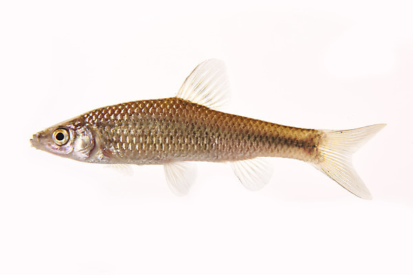 포토 JPG 스튜디오촬영 한마리 실내 어류 누끼 사람없음 민물고기 흰배경 토종 참붕어 국내포토 1 백그라운드 내부 수중동물 흰색 파일형식