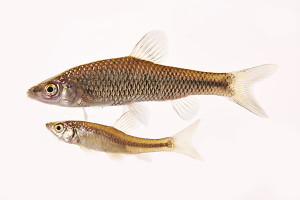 포토 JPG 스튜디오촬영 두마리 실내 어류 누끼 사람없음 민물고기 흰배경 토종 참붕어 국내포토 백그라운드 2 내부 수중동물 흰색 파일형식