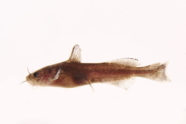 포토 JPG 스튜디오촬영 한마리 실내 어류 누끼 사람없음 민물고기 흰배경 토종 대농갱이 국내포토 1 백그라운드 내부 수중동물 흰색 파일형식