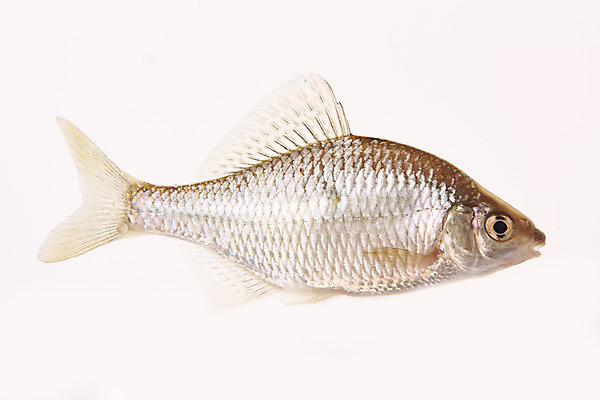 포토 JPG 스튜디오촬영 한마리 실내 어류 누끼 사람없음 민물고기 흰배경 토종 납지리 국내포토 1 백그라운드 내부 수중동물 흰색 파일형식