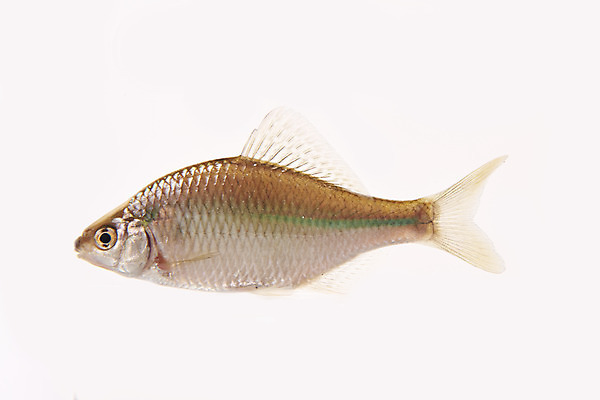 포토 JPG 스튜디오촬영 한마리 실내 어류 누끼 사람없음 민물고기 흰배경 토종 납지리 국내포토 1 백그라운드 내부 수중동물 흰색 파일형식