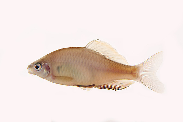 포토 JPG 스튜디오촬영 한마리 실내 어류 누끼 사람없음 민물고기 흰배경 토종 묵납자루 국내포토 1 백그라운드 내부 수중동물 흰색 파일형식