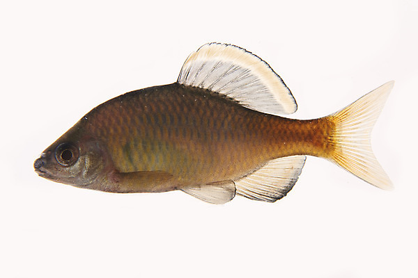 포토 JPG 스튜디오촬영 한마리 실내 어류 누끼 사람없음 민물고기 흰배경 토종 묵납자루 국내포토 1 백그라운드 내부 수중동물 흰색 파일형식