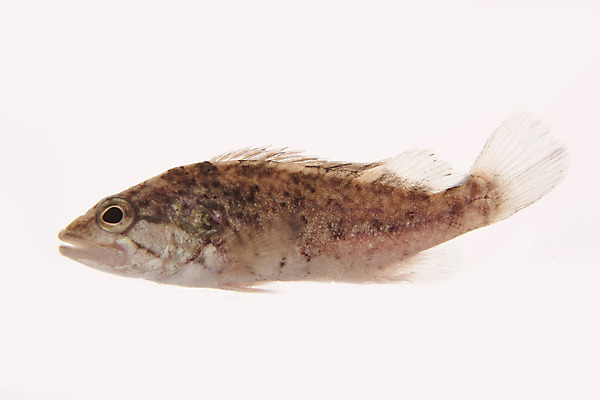 포토 JPG 스튜디오촬영 한마리 실내 어류 누끼 사람없음 민물고기 흰배경 토종 꺽지 국내포토 1 백그라운드 내부 수중동물 흰색 파일형식