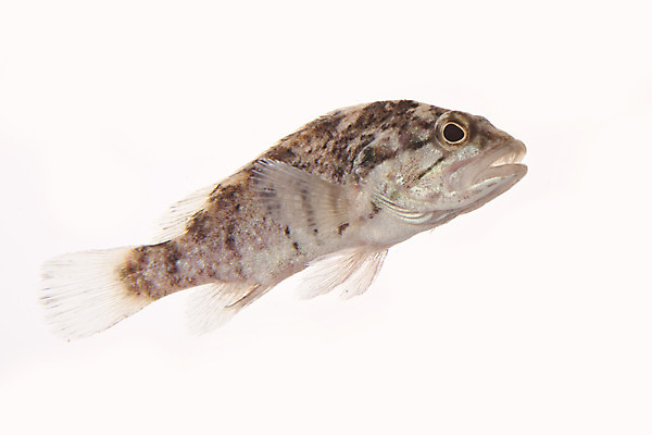 포토 JPG 스튜디오촬영 한마리 실내 어류 누끼 사람없음 민물고기 흰배경 토종 꺽지 국내포토 1 백그라운드 내부 수중동물 흰색 파일형식