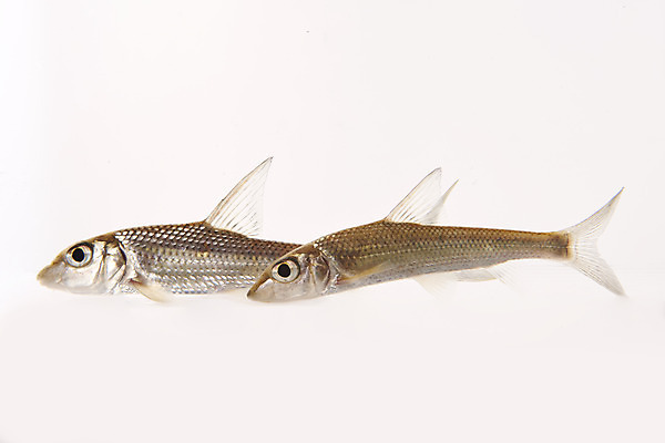 포토 JPG 스튜디오촬영 두마리 실내 어류 누끼 사람없음 민물고기 흰배경 토종 은어 국내포토 백그라운드 2 내부 수중동물 흰색 파일형식