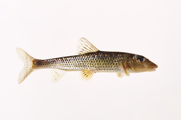 포토 JPG 스튜디오촬영 한마리 실내 어류 누끼 사람없음 민물고기 흰배경 토종 여름치 국내포토 1 백그라운드 내부 수중동물 흰색 파일형식