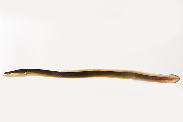 포토 JPG 스튜디오촬영 한마리 실내 어류 누끼 사람없음 뱀장어 민물고기 흰배경 토종 국내포토 1 백그라운드 내부 수중동물 흰색 파일형식