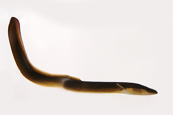 포토 JPG 스튜디오촬영 한마리 실내 어류 누끼 사람없음 뱀장어 민물고기 흰배경 토종 국내포토 1 백그라운드 내부 수중동물 흰색 파일형식