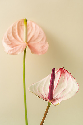 포토 JPG 스튜디오촬영 꽃 백그라운드 실내 누끼 사람없음 신선 오브젝트 안스리움 베이지색배경 국내포토 식물 내부 베이지색 파일형식