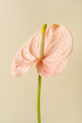 포토 JPG 스튜디오촬영 무료이미지 꽃 백그라운드 실내 누끼 사람없음 신선 오브젝트 안스리움 베이지색배경 국내포토 식물 내부 베이지색 파일형식