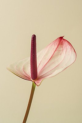 포토 JPG 스튜디오촬영 꽃 백그라운드 실내 누끼 사람없음 신선 오브젝트 안스리움 베이지색배경 국내포토 식물 내부 베이지색 파일형식