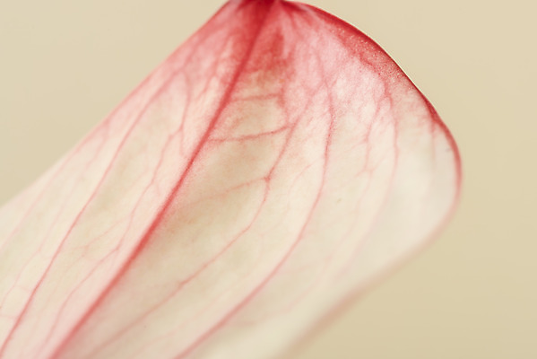 포토 JPG 스튜디오촬영 꽃 백그라운드 실내 근접촬영 사람없음 신선 오브젝트 안스리움 베이지색배경 국내포토 식물 뷰포인트 내부 베이지색 파일형식