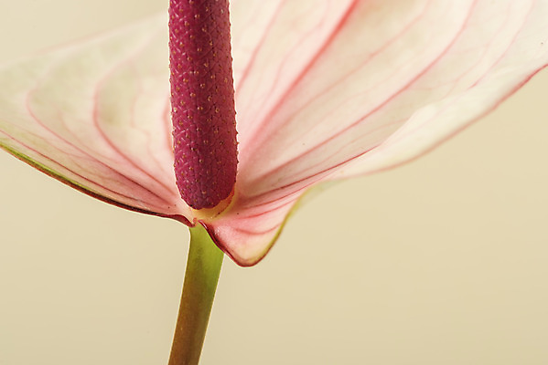 포토 JPG 스튜디오촬영 꽃 백그라운드 실내 근접촬영 사람없음 신선 오브젝트 안스리움 베이지색배경 국내포토 식물 뷰포인트 내부 베이지색 파일형식