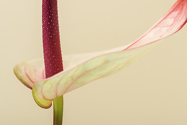 포토 JPG 스튜디오촬영 꽃 백그라운드 실내 근접촬영 사람없음 신선 오브젝트 안스리움 베이지색배경 국내포토 식물 뷰포인트 내부 베이지색 파일형식