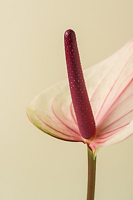 포토 JPG 스튜디오촬영 꽃 백그라운드 실내 근접촬영 사람없음 신선 오브젝트 안스리움 베이지색배경 국내포토 식물 뷰포인트 내부 베이지색 파일형식