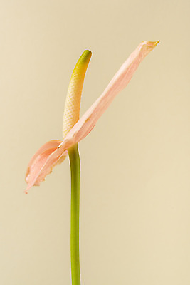 포토 JPG 스튜디오촬영 꽃 백그라운드 실내 누끼 근접촬영 사람없음 신선 오브젝트 안스리움 베이지색배경 국내포토 식물 뷰포인트 내부 베이지색 파일형식