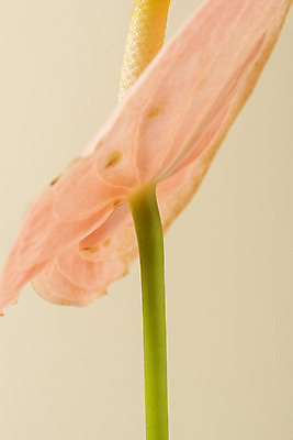 포토 JPG 스튜디오촬영 꽃 백그라운드 실내 근접촬영 사람없음 신선 오브젝트 안스리움 베이지색배경 국내포토 식물 뷰포인트 내부 베이지색 파일형식