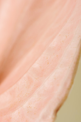 포토 JPG 스튜디오촬영 꽃 백그라운드 실내 근접촬영 사람없음 신선 오브젝트 안스리움 베이지색배경 국내포토 식물 뷰포인트 내부 베이지색 파일형식