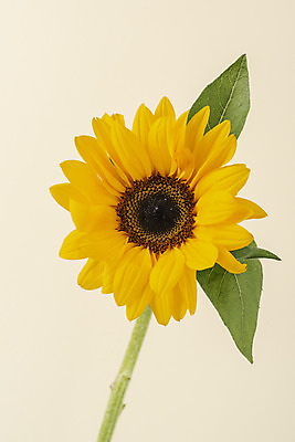포토 JPG 스튜디오촬영 꽃 백그라운드 해바라기 실내 누끼 사람없음 신선 오브젝트 베이지색배경 국내포토 식물 내부 베이지색 파일형식
