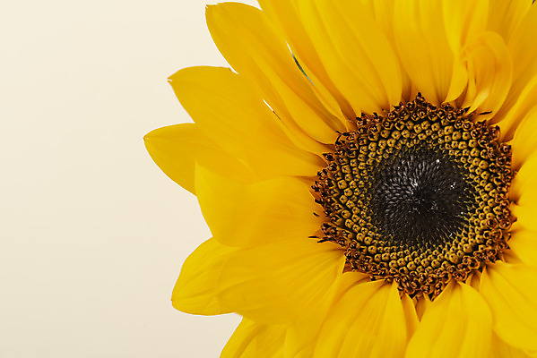 포토 JPG 스튜디오촬영 꽃 백그라운드 해바라기 실내 근접촬영 사람없음 신선 오브젝트 베이지색배경 국내포토 식물 뷰포인트 내부 베이지색 파일형식