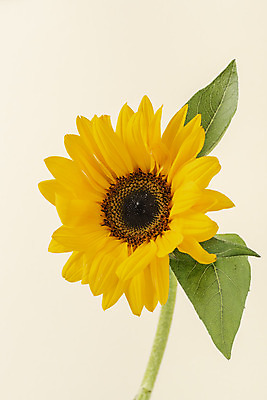 포토 JPG 스튜디오촬영 꽃 백그라운드 해바라기 실내 누끼 사람없음 신선 오브젝트 베이지색배경 국내포토 식물 내부 베이지색 파일형식